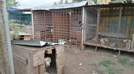 Государственный приют для животных построят в Костанае