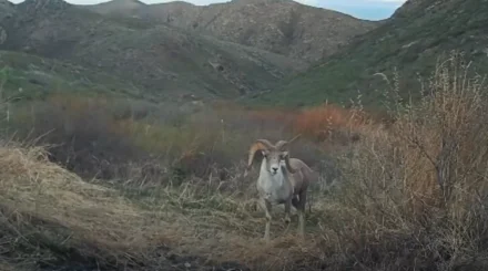 Архары устроили «фотосессию» в горах Тарбагатая (ВИДЕО)