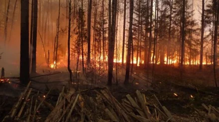 Два лесных пожара вспыхнули в Казахстане за сутки