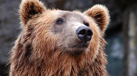 Медведь ворвался в дом россиян в США и разгромил кухню