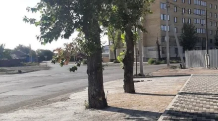 Семейде өсіп тұрған ағаштарды бетондап тастаған: тұрғындар әкімдіктен жауап күтеді