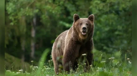  Шығыс Қазақстандағы қорықта аю адамға шабуыл жасады 