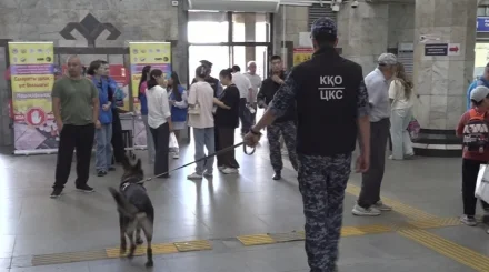 Как служебные собаки помогают раскрывать наркопреступления в мегаполисе