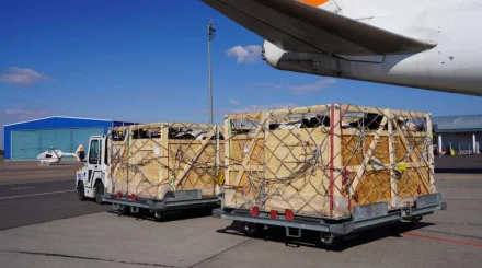 Почти 150 коров привезли самолетом из Дании в Актобе