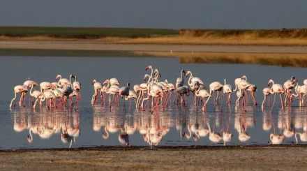 Қорғалжын төрінде «Flamingo Fest» өтеді