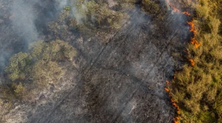  Елімізде бір тәулікте 5 орман өрті тіркелді 