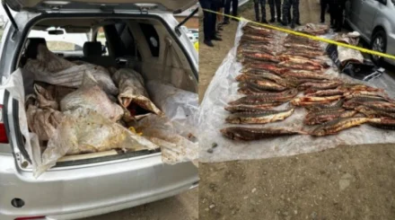 Двоих подозреваемых задержали при перевозке 277 кг осетровой рыбы в Атырау