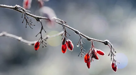 Күздің алғашқы күндері қырау түсіп, қар аралас жаңбыр жауады