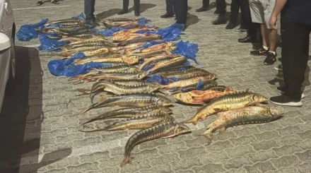 Маңғыстауда көліктің жүксалғышынан 205 келі бекіре табылды
