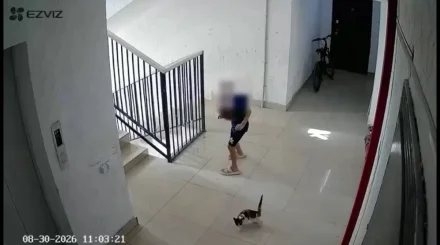 В Актау с 5 этажа дети сбросили котенка