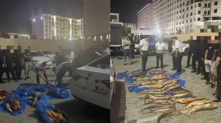 Маңғыстауда 200 келіден астам бекіре балығын заңсыз тасымалдағандар ұсталды