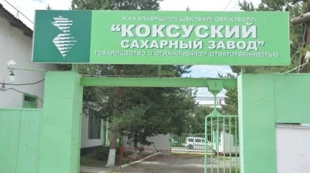 Коксуский сахарный завод увеличит переработку свеклы на 50%