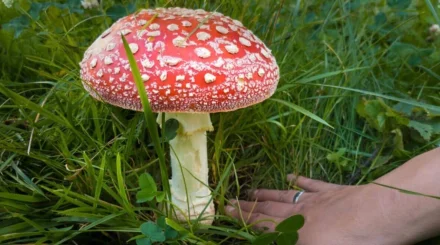 Казахстанка едва не погибла после эксперимента с мухоморами