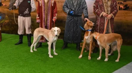 3 қыркүйекте елімізде Қазақ тазысы мен төбеті күні алғаш рет аталып өтіп жатыр