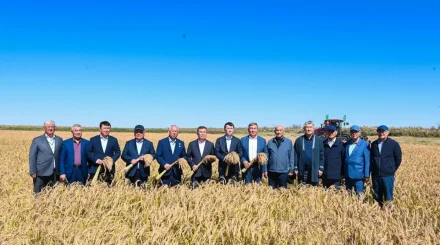 Сыр өңірінде күріш жинау науқанына алғашқы орақ түсті