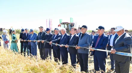 «Дала күні – 2026»: Cыр өңірінде күрішке орақ түсті