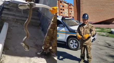 Змея заползла к дому: спасатели выловили ее в Приозерске