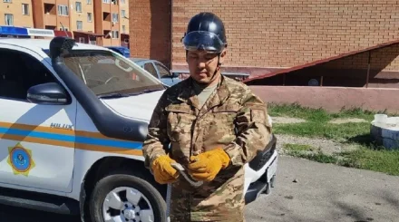 Қарағанды облысында үйлердің бірінің аумағынан жылан шықты (ВИДЕО)