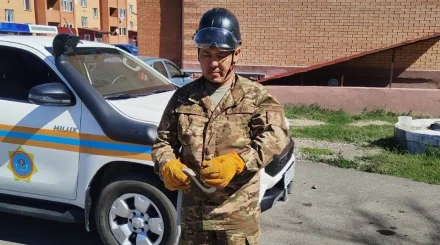 Незваный гость у дома: в Приозерске спасатели поймали змею