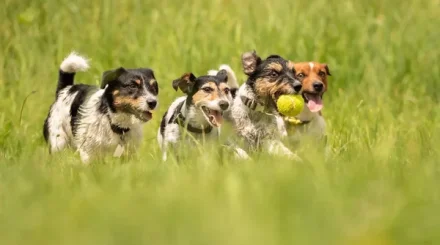 Өскеменде Pet Dog Fest 2026 фестивалі өтті