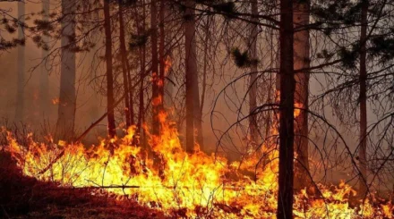 Сразу четыре лесных пожара произошло в Казахстане