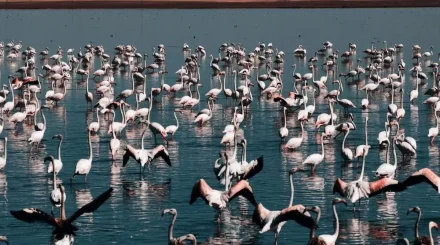 40 млн кубометров воды сбросили в Коргалжынский заповедник для спасения фламинго