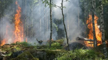  Қазақстанда бір күнде төрт орман өрті тіркелді 