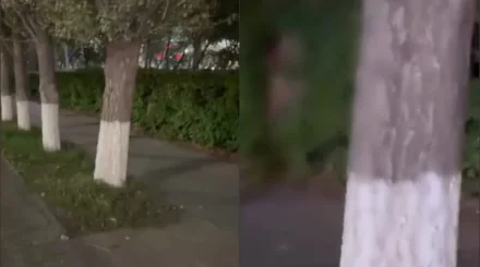Извращенца в кустах сняла на видео жительница Астаны