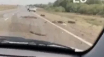 Павлодарда көлік бір отар қойды қағып кетті 