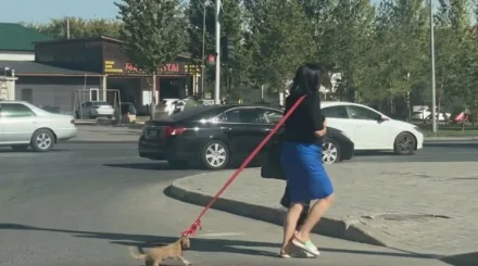 Котенка тащили по улице за веревку в Астане