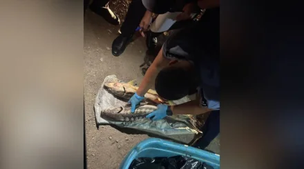 Маңғыстауда бекіре тұқымдас балық өнімдерінің заңсыз айналымы тоқтатылды 