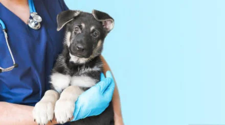   Республикалық ветеринариялық зертхана қызметкерлерінің жалақысы 26 пайызға өсті   