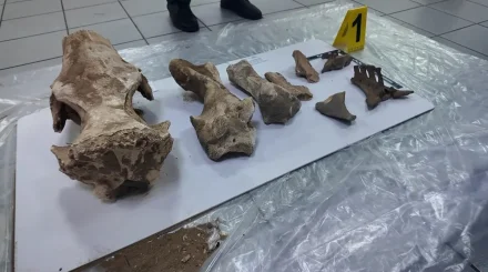 Человеческие черепа и останки носорога обнаружены при строительстве моста в СКО