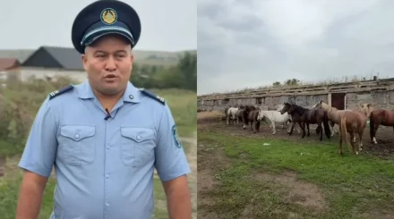 Более 2 тысяч владельцев скота привлечены к ответственности в ВКО