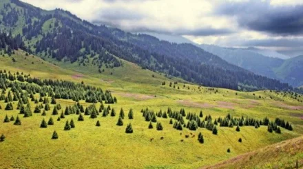 «Ни одного дерева»: в Kazakh Tourism Development ответили на скандальное видео с Кок-Жайлау