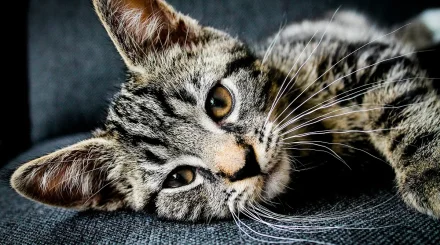 Советы кошатникам: как поддерживать чистоту шерсти кошки без воды