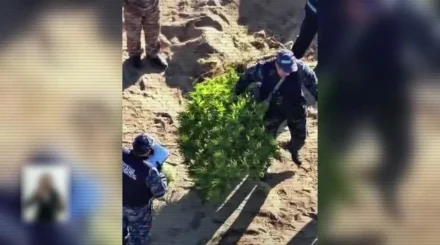 Жамбыл облысында заманауи суару жүйесімен жабдықталған есірткі плантациясы анықталды