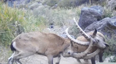 Козлиная дуэль попала на видео в Алтын-Эмеле