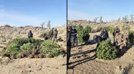 Арнайы операция: Жамбыл облысында есірткі плантациясы табылды