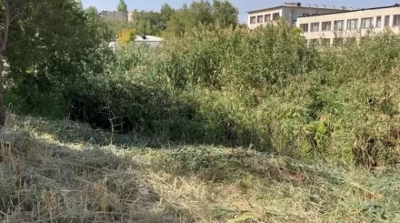 Қалың қамыс арасынан мәйіттер табылған