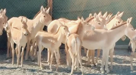 Куланов перевезли из «Алтын-Эмеля» в резерват «Иле-Балхаш»