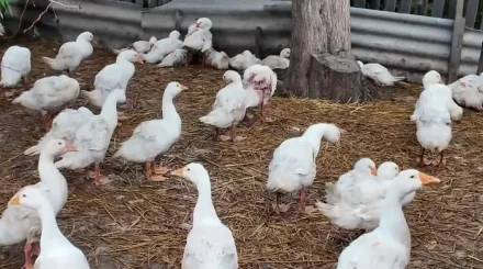 Брали кредиты, а остались с долгами: в СКО загадочно гибнет домашняя птица