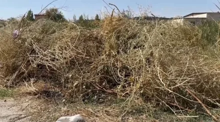 Қауіпті аймақ: Тараздағы Қарасу каналы тұрғындарды әбігерге салды