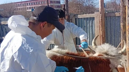   Қауіпті ошаққа барамыз, ал үстемақы жоқ: Бурабай ветеринарлары патогендік үшін төлемді талап етуде   