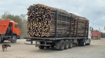 Жылыты маусымы: Павлодар облысында отын бағасы мен дайындау шарттары қандай