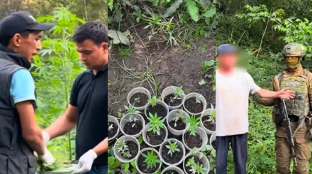 Алматы облысының тұрғыны 881 түп қарасора өсірген (ВИДЕО)