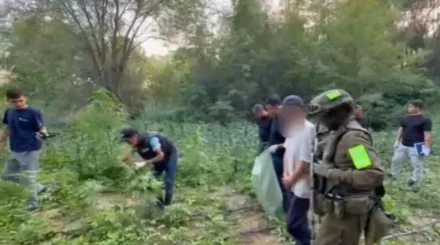 881 куст наркосодержащих растений обнаружили у мужчины в Карасайском районе (ВИДЕО)