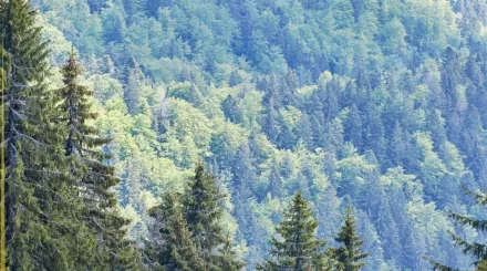  Елімізде бір тәулікте үш орман өрті тіркелді 