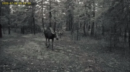 Лесные гиганты Баянаула попали в фотоловушки
