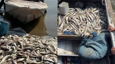264 кг рыбы изъяли у двух мужчин на Шардаринском водохранилище: кадры